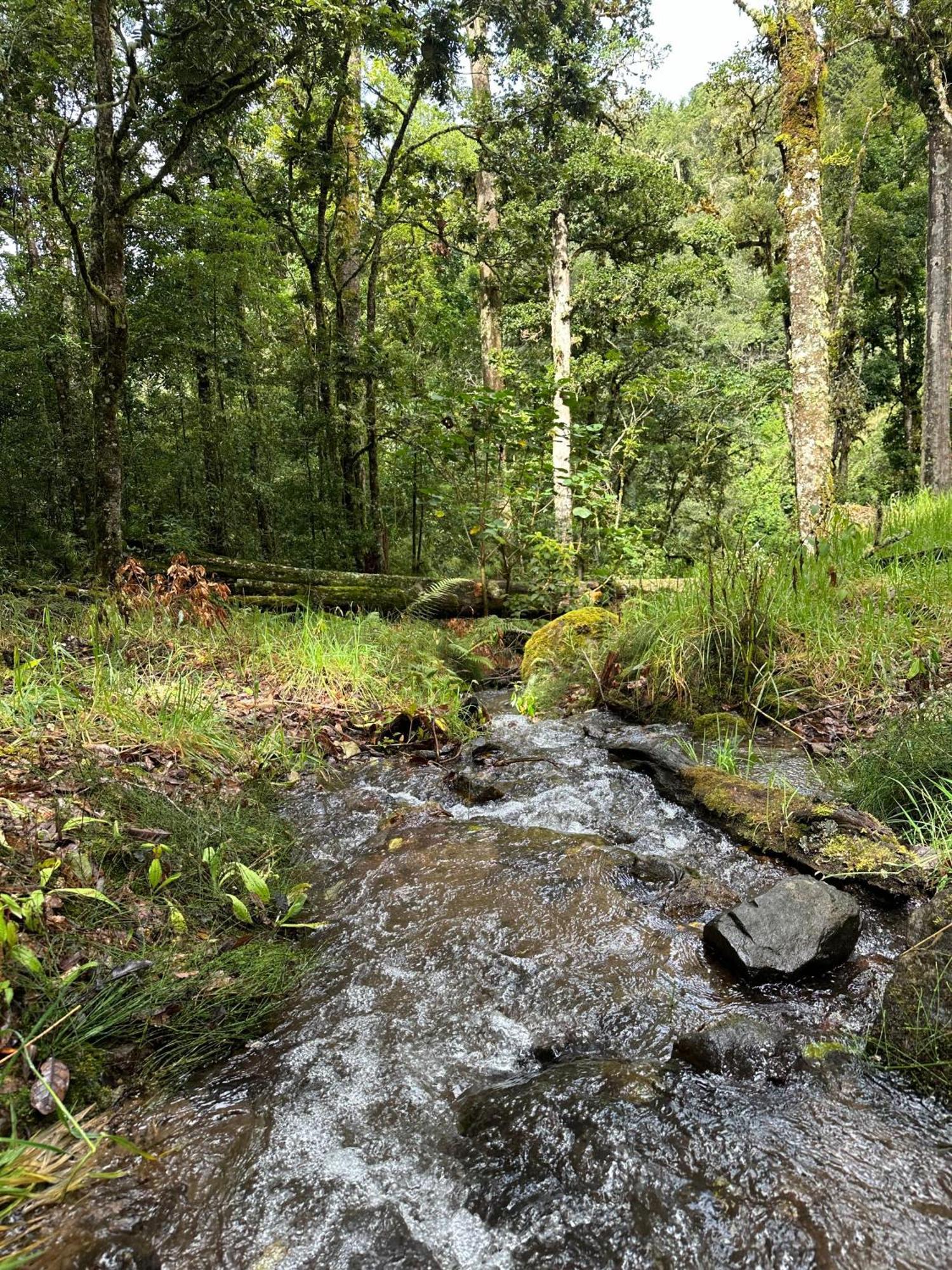 Entre Arboles Lodge Сан Херардо де Дота Екстериор снимка